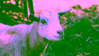 Discover Tasmania Winternships 15s Goat Doofer Ad Commercial Brand Imagery Photoshoot 0