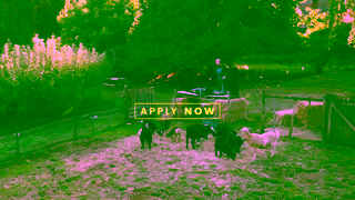 Discover Tasmania Winternships 15s Goat Doofer Ad Commercial Brand Imagery Photoshoot 2