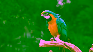 BMO Financial Parrot 015 Ad Commercial Brand Imagery Photoshoot 0