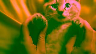 PetBarn Petbarn Puppy Kitten Club Nutrition Ad Commercial Brand Imagery Photoshoot 1