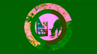 ADVANCE Pet AUSSIE SCIENCE Website For Them Too Ad Commercial Brand Imagery Photoshoot 2