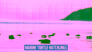 WWF Adopt An Animal With WWF Ad Commercial Brand Imagery Photoshoot 0