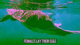 WWF Adopt An Animal With WWF Ad Commercial Brand Imagery Photoshoot 1