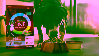 Purina NEW PURINA ONE Dry Dog Food Advanced tailored nutrition for dogs Ad Commercial Brand Imagery Photoshoot 0