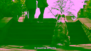 Zoetis UK spot the first signs of arthritis pain in your dog Ad Commercial Brand Imagery Photoshoot 1