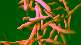 New York Fries Nacho Fries Give Your Tastebuds Something to Sing About Ad Commercial Brand Imagery Photoshoot 0