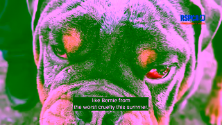 RSPCA.org.uk inspectorberniestoryneedledsummer1920x1080 Ad Commercial Brand Imagery Photoshoot 2