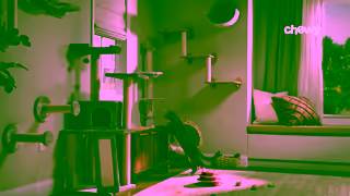 Chewy.com Chewy Jack Olivers mealtime match Ad Commercial Brand Imagery Photoshoot 0