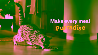 Whiskas WHISKAS 9917 Product Detail Page EN Ad Commercial Brand Imagery Photoshoot 2