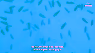 Lombard Odier Insectes substituts de viande et alternatives vgtales quelles seront les protines de 2050 Ad Commercial Brand Imagery Photoshoot 1