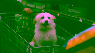 SkipTheDishes ssi petstore 15e 16x9 WEB Ad Commercial Brand Imagery Photoshoot 0
