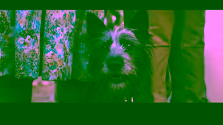 STUDIOCANAL RUNT 30sec TRL CD SEPT 19 16x9 All states excl QLD Ad Commercial Brand Imagery Photoshoot 2