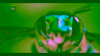 National Geographic A Real Bugs Life Streaming Jan 15 V2 National Geographic Ad Commercial Brand Imagery Photoshoot 0