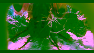 National Geographic A Real Bugs Life Streaming Jan 15 V2 National Geographic Ad Commercial Brand Imagery Photoshoot 1