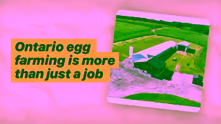 Egg Farmers of Ontario Real Farmers Real Eggs Ad Commercial Brand Imagery Photoshoot 0