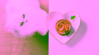 Purina Fancy Feast Wet Cat Food Chef Inspired Cat Adored Ad Commercial Brand Imagery Photoshoot 1