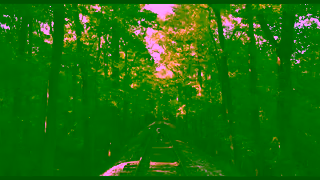 Universal Pictures STRAYS Official Trailer Ad Commercial Brand Imagery Photoshoot 2