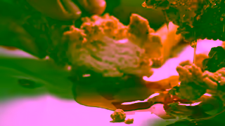 KFC KFC Genius SPA Mikes Hot Honey Ad Commercial Brand Imagery Photoshoot 1