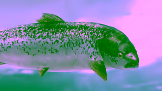 John West John West Salmon Fillet Ad Commercial Brand Imagery Photoshoot 1