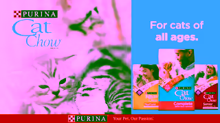 Purina Purina Cat Chow for Cats of All Ages Ad Commercial Brand Imagery Photoshoot 2