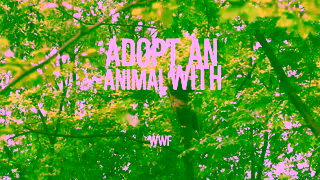 WWF Adopt An Animal With WWF Ad Commercial Brand Imagery Photoshoot 2