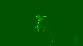 Lawn Solutions Introducing Australias Newest Zoysia Grass Zoysia Australis Ad Commercial Brand Imagery Photoshoot 0