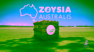 Lawn Solutions Introducing Australias Newest Zoysia Grass Zoysia Australis Ad Commercial Brand Imagery Photoshoot 2