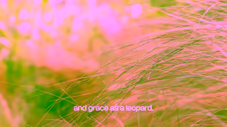 ZEELOOL ZEELOOL PINK LEOPARD GLASSES Ad Commercial Brand Imagery Photoshoot 0