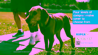 RSPCA RSPCA Pet Insurance Running Couple TVC 30 secs Ad Commercial Brand Imagery Photoshoot 1
