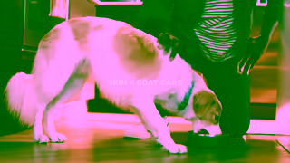 Go! Solutions Pet Food Go Hero Pet Problems Dog 30s HTL EN Ad Commercial Brand Imagery Photoshoot 2