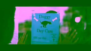 ANZ Dog Daycare Ad Commercial Brand Imagery Photoshoot 1