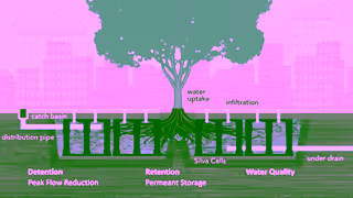 DeepRoot Natural Stormwater Management with DeepRoot Ad Commercial Brand Imagery Photoshoot 1
