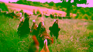 Vital Farms 1 Square Foot 15 Ad Commercial Brand Imagery Photoshoot 2