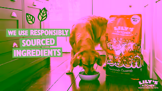 Lily's Kitchen Were here for you and your pet Ad Commercial Brand Imagery Photoshoot 1