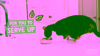 Lily's Kitchen Were here for you and your pet Ad Commercial Brand Imagery Photoshoot 2
