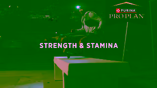 Purina Your Active Dogs Lifestyle Starts with His Dog Food Get Started Ad Commercial Brand Imagery Photoshoot 1