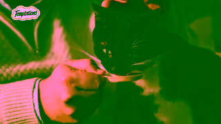 Temptations Temptations Creamy Spoons Teenage Cat 15s Ad Commercial Brand Imagery Photoshoot 2