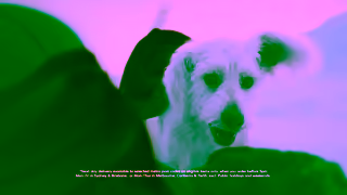 PetCircle Pet Circle x SUPERMAN Competition FINAL15s Ad Commercial Brand Imagery Photoshoot 0
