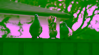 DIRECTV DIRECTV For The Birds Squirrel 15 Ad Commercial Brand Imagery Photoshoot 0