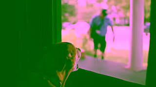 USAA Guard Dog 15 Horizontal Ad Commercial Brand Imagery Photoshoot 0