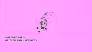 Royal Canin RC SOL 15s Kitten Adopting a Kitten A 16x9 CA EN Ad Commercial Brand Imagery Photoshoot 1