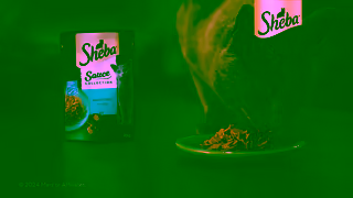 Sheba All they want is Sheba Ad Commercial Brand Imagery Photoshoot 2