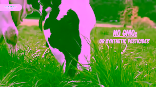 Olympic Dairy Olympic Organic yogurt Where little care makes a lotta good Ad Commercial Brand Imagery Photoshoot 1