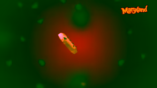 Maryland Cookies Maryland TV advert 2024Good to the last crumb Ad Commercial Brand Imagery Photoshoot 1