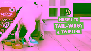 Lily's Kitchen Starter packs for pets Ad Commercial Brand Imagery Photoshoot 2