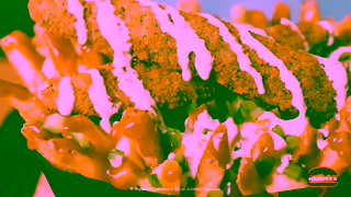 Harvey's Triple Pickle Poutine Ad Commercial Brand Imagery Photoshoot 1