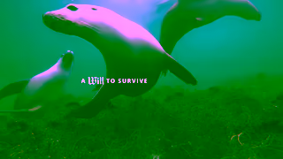 WWF WWF Will to Survive Ad Commercial Brand Imagery Photoshoot 2