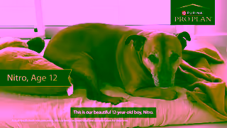 Purina Watch Nitros Story PRO PLAN BRIGHT MIND Dog Food Ad Commercial Brand Imagery Photoshoot 0