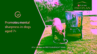 Purina Watch Nitros Story PRO PLAN BRIGHT MIND Dog Food Ad Commercial Brand Imagery Photoshoot 1