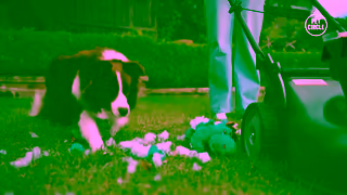 PetCircle Pet Circle Petlightenment Delivery 30sec Ad Commercial Brand Imagery Photoshoot 0